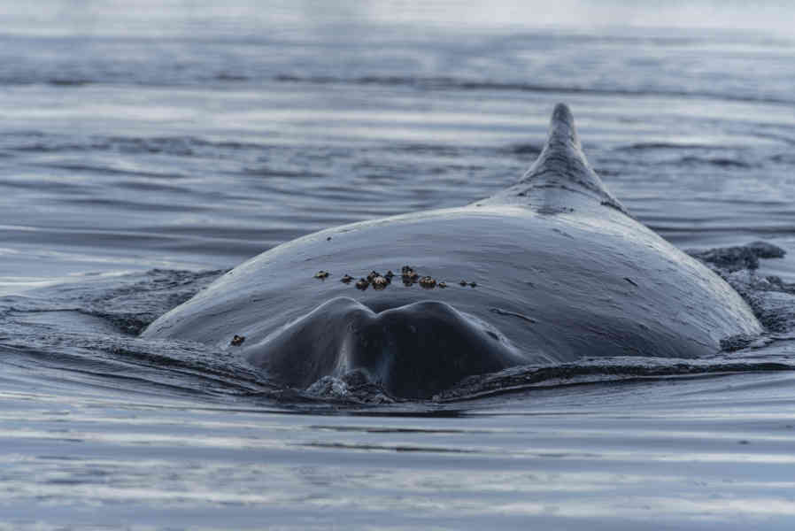 Ballena Minke - Antártida 21.jpg